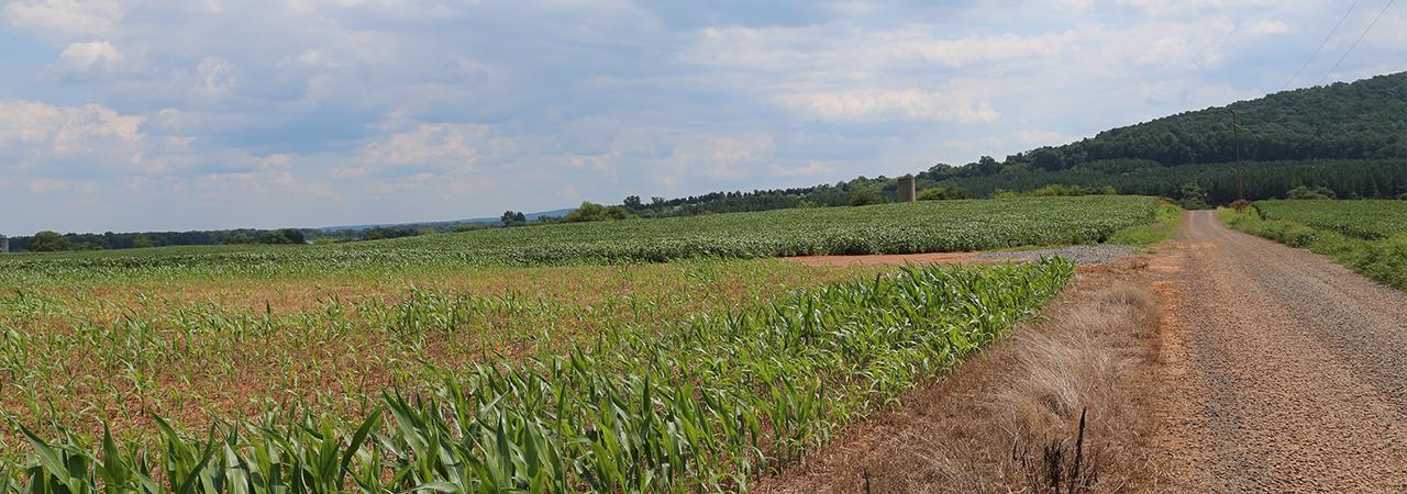 Cedar Mountain Battlefield